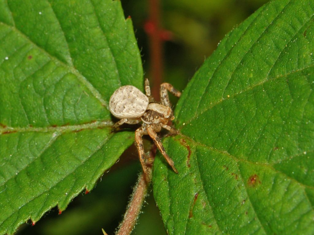 Xysticus sp.